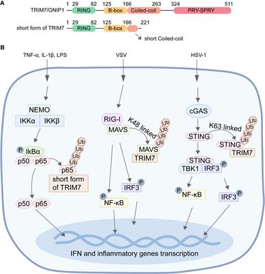 Interplay between TRIM7 and antiviral immunity
